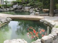 宿迁锦鲤出售