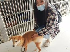 上海普陀区宠物小动物流浪猫狗救助领养收容收养中心基地站