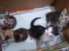 上海松江区流浪猫宠物猫流浪狗小动物救助领养救援收容收养中心站
