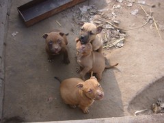 豆豆犬舍