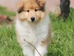 犬舍繁殖基地