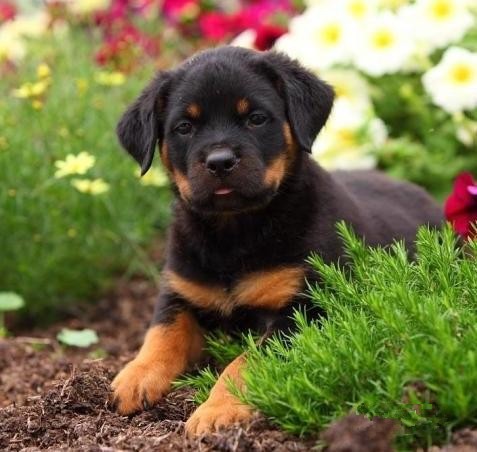 犬舍繁殖基地