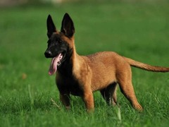 西宁田野小猎犬