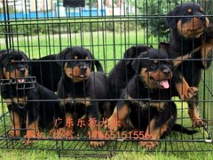广东退伍兵犬舍