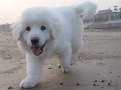 宠爱一生犬舍