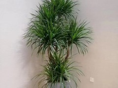 郑州金礼来礼品有限公司