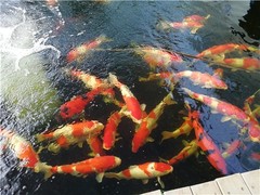 成都鸿途锦鲤
