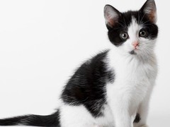 千禧猫舍