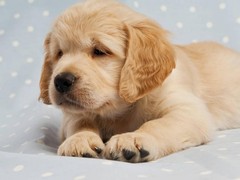 拉萨爱尔兰猎狼犬