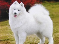 唐山英国玩具犬