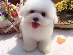 台州大丹犬领养
