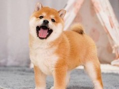 安安犬舍