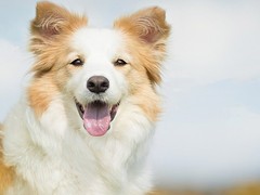 南昌硬毛指示格里芬犬