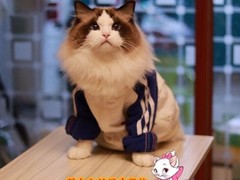 清韵猫舍
