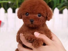 盐城哈瓦那犬