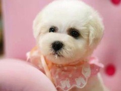厦门伊比赞猎犬