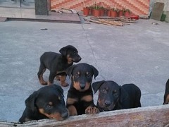汪泰犬业