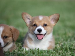 嘉兴爱尔兰雪达犬