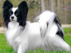 大连芬兰拉普猎犬