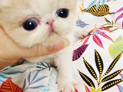钟灵猫舍