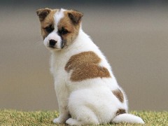 台州大丹犬领养