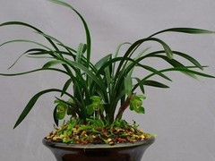 北京綠錦緣園藝有限公司