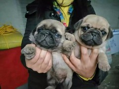 沁阳名犬俱乐部