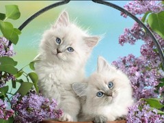 靖瑶猫舍