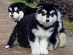 爱宠乐犬舍