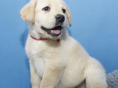 广东旺驰犬舍（cku认证犬舍）