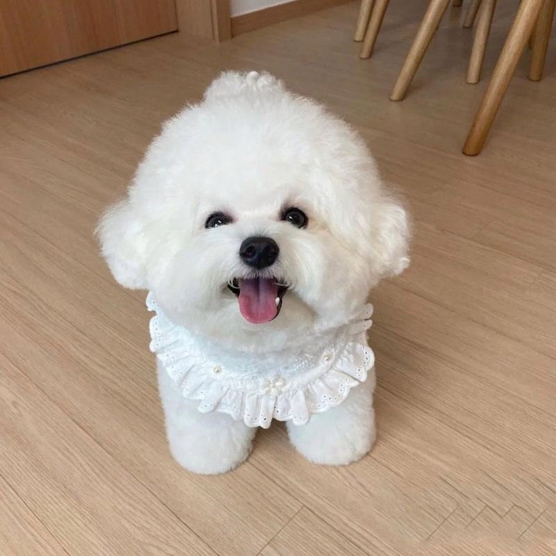 犬舍繁殖基地