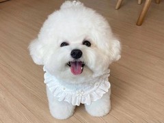 东莞田野小猎犬