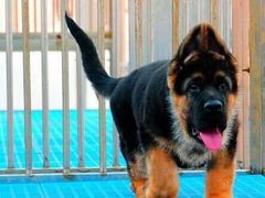 广东铃铛犬舍繁殖基地