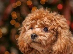 潍坊迦南犬