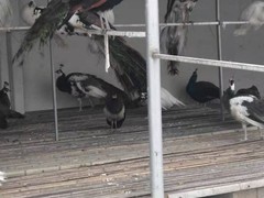 山东锦成珍禽