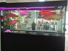 北京鱼缸维护
