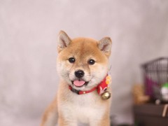 宠爱它