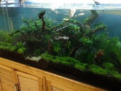 北京魚缸維護(hù)