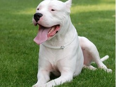 金达血统名犬繁育基地