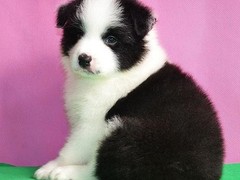 潍坊波兰低地牧羊犬