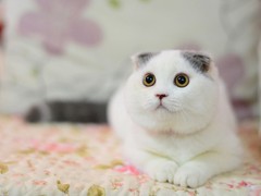 靖瑶猫舍