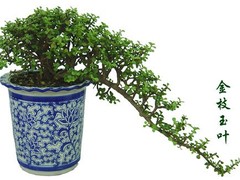 苏州绿植租赁