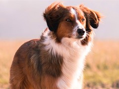 天诚犬业