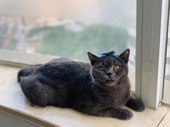 莉姿猫舍