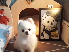 桂林红骨猎浣熊犬