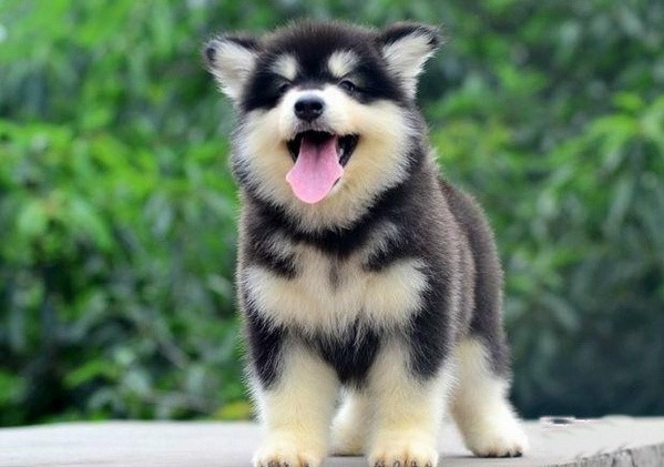 犬舍繁殖基地