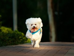 拉萨爱尔兰梗