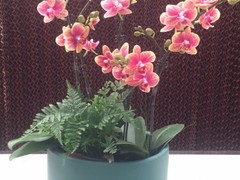 苏州绿植租赁