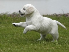 临沂波兰低地牧羊犬