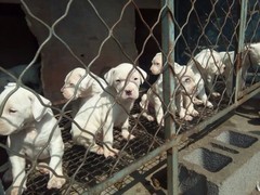 山东浩然犬舍
